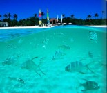 Amanpulo Marine Life